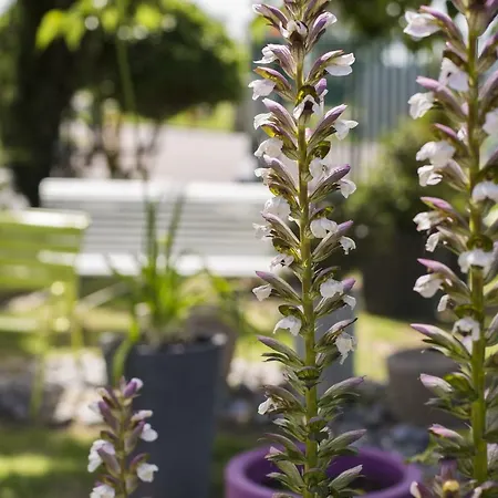 Ibis Budget Cabourg Sur Hotel 2*